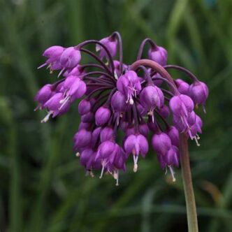 Allium cernuum 'Hidcote' – Díszhagyma