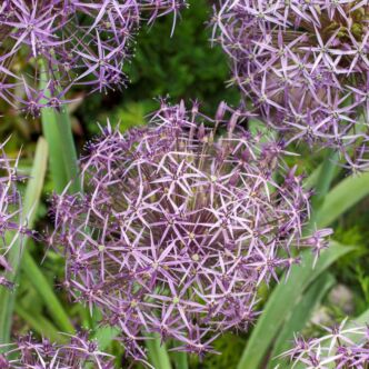 Allium cristophii – Léggömbhagyma