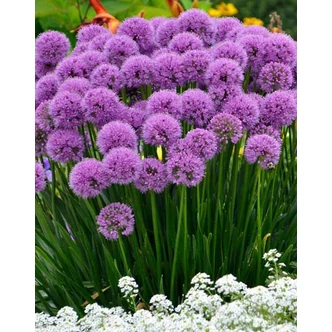 Allium 'Millenium' – Díszhagyma
