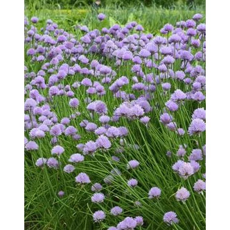 Allium schoenoprasum - Metélőhagyma