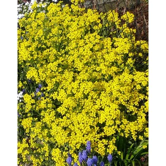 Alyssum saxatile 'Summit' (Aurinia saxatilis) - Szirti ternye Alyssum saxatile 'Summit' (Aurinia saxatilis) - Szirti ternye