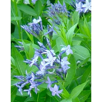 Amsonia 'Blue Ice' - Amson virág Amsonia 'Blue Ice' - Amson virág