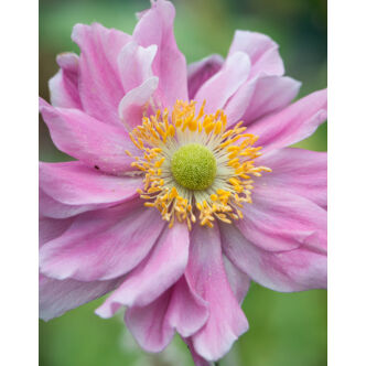 Anemone x hybrida 'Garden Breeze Whirlwind Pink' – Hibrid szellőrózsa