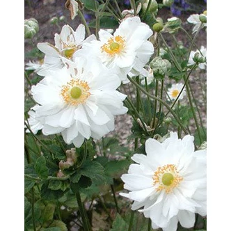 Anemone x hybrida 'Whirlwind' - Hibrid szellőrózsa Anemone x hybrida 'Whirlwind' - Hibrid szellőrózsa