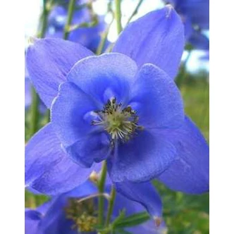 Aquilegia alpina 'Navy Blue' - Havasi harangláb Aquilegia alpina 'Navy Blue' - Havasi harangláb