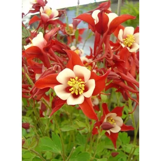 Aquilegia 'Red Hobbit' – Harangláb Aquilegia 'Red Hobbit' – Harangláb