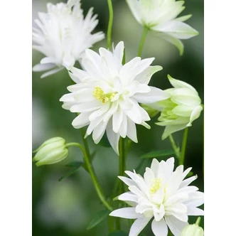 Aquilegia vulgaris 'White Barlow' – Kerti harangláb