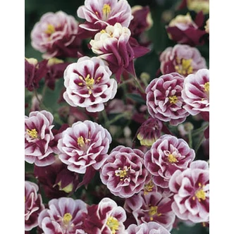 Aquilegia vulgaris 'Winky Double Red & White' - Kerti harangláb Aquilegia vulgaris 'Winky Double Red & White' - Kerti harangláb