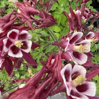 Aquilegia vulgaris 'Winky Red & White' - Kerti harangláb Aquilegia vulgaris 'Winky Red & White' - Kerti harangláb