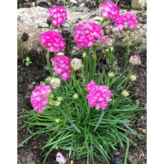 Armeria maritima 'Armada Rose' – Tengerparti pázsitszegfű Armeria maritima 'Armada Rose' – Tengerparti pázsitszegfű