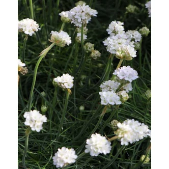 Armeria maritima 'Armada White' – Tengerparti pázsitszegfű (feher)
