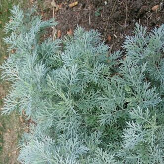 Artemisia absinthium – Fehér üröm