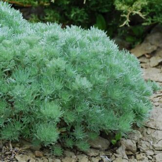 Artemisia schmidtiana 'Nana' – Japán üröm