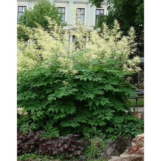 Aruncus dioicus – Erdei tündérfürt Aruncus dioicus – Erdei tündérfürt