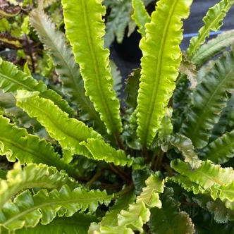 Asplenium scolopendrium 'Angustatum' – Gímpáfrány