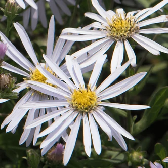 Aster ageratoides 'Asran' - Őszirózsa, gerebcsin (halványlila)