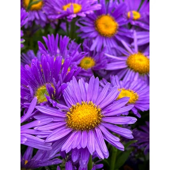 Aster alpinus 'Dunkle Schöne' - Havasi őszirózsa, gerebcsin (kékeslila) Aster alpinus 'Dunkle Schöne' - Havasi őszirózsa, gerebcsin (kékeslila)