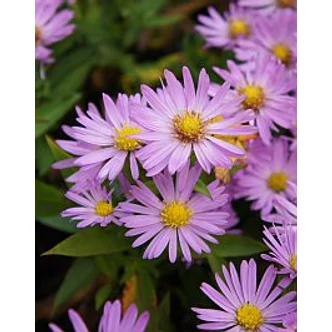 Aster dumosus 'Anneke' – Törpe őszirózsa