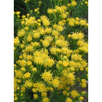 Aster linosyris (syn.: Galatella linosyris) - Aranyfürt