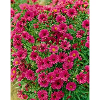 Aster novae-angliae 'Rubinschatz' – Mirigyes őszirózsa