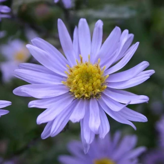 Aster novi-belgii 'Blaue Nachhut' – Kopasz őszirózsa