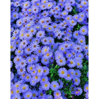 Aster dumosus (syn.: Aster novi-belgii, Symphyotrichum dumosum, Symphyotrichum novi-belgii) 'Lady in Blue' – Kopasz őszirózsa