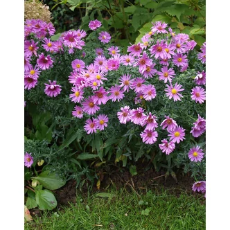 Aster novi-belgii 'Little Pink Beauty' – Kopasz őszirózsa