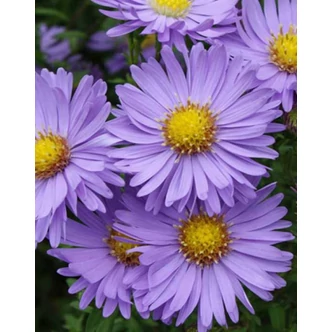 Aster novi-belgii 'Dauerblau' – Kopasz őszirózsa