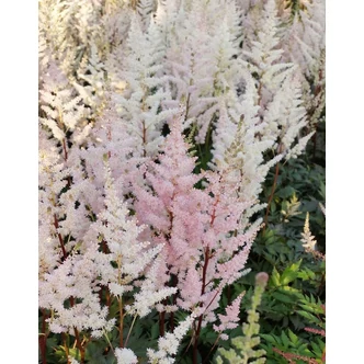 Astilbe x arendsii 'Bumalda' – Kerti tollbuga