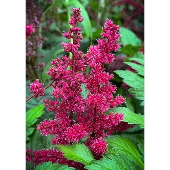 Astilbe x arendsii 'Fanal' - Kerti tollbuga Astilbe x arendsii 'Fanal' - Kerti tollbuga