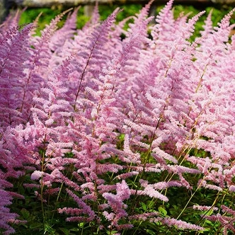 Astilbe 'Finale' – Tollbuga