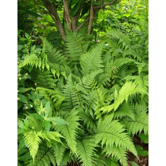 Athyrium filix-femina 'Lady in Red' - Erdei hölgypáfrány Athyrium filix-femina 'Lady in Red' - Erdei hölgypáfrány