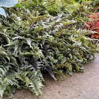 Athyrium nipponicum 'Crested Surf' – Japán hölgypáfrány
