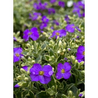 Aubrieta 'Silberrand' – Pázsitviola