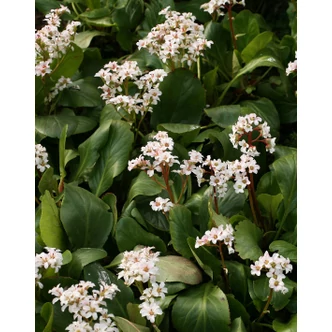 Bergenia 'Bressingham White' - Hófehér bőrlevél Bergenia 'Bressingham White' - Hófehér bőrlevél