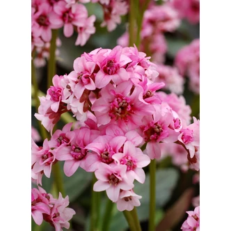 Bergenia 'Dragonfly Sakura' - Bőrlevél (rózsaszín)