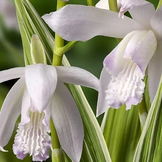 Bletilla striata 'Alba Variegata' – Japán orchidea