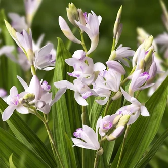 Bletilla striata 'Kuchibeni' – Japán orchidea