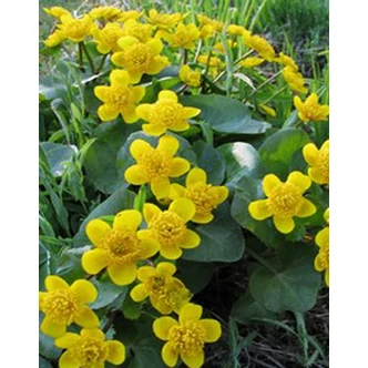 Caltha palustris - Mocsári gólyahír