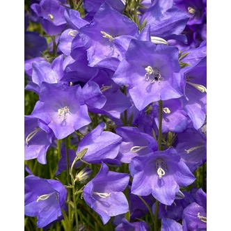 Campanula persicifolia 'Takion Blue' - Baracklevelű harangvirág