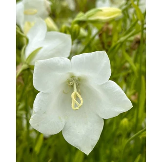 Campanula persicifolia 'Takion White' - Baracklevelű harangvirág