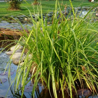 Carex pseudocyperus – Sás