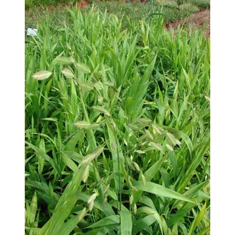 Chasmanthium latifolium – Széleslevelű különösfű