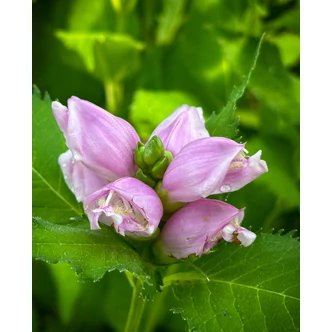 Chelone obliqua - Csinos gerlefej Chelone obliqua - Csinos gerlefej