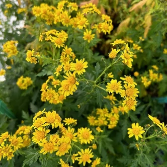 Chrysanthemum nankingense – Krizantém