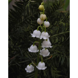 Convallaria majalis – Gyöngyvirág Convallaria majalis – Gyöngyvirág