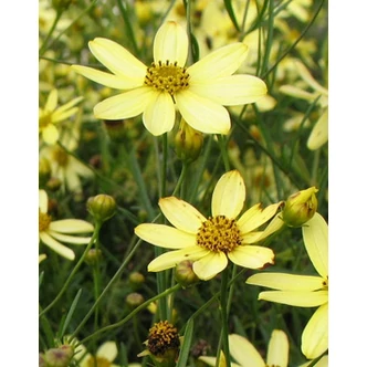 Coreopsis verticillata 'Moonbeam' - Keskenylevelű menyecskeszem Coreopsis verticillata 'Moonbeam' - Keskenylevelű menyecskeszem