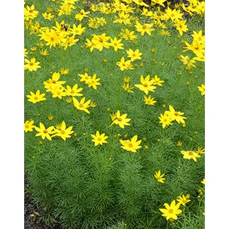 Coreopsis verticillata 'Zagreb' - Keskenylevelű menyecskeszem (sárga) Coreopsis verticillata 'Zagreb' - Keskenylevelű menyecskeszem (sárga)
