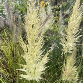 Cortaderia selloana 'Pumila' - Ezüstös pampafű (krémfehér) Cortaderia selloana 'Pumila' - Ezüstös pampafű (krémfehér)