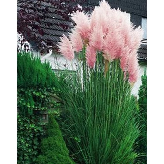 Cortaderia selloana 'Rosea' - Ezüstös pampafű (rózsaszín) Cortaderia selloana 'Rosea' - Ezüstös pampafű (rózsaszín)